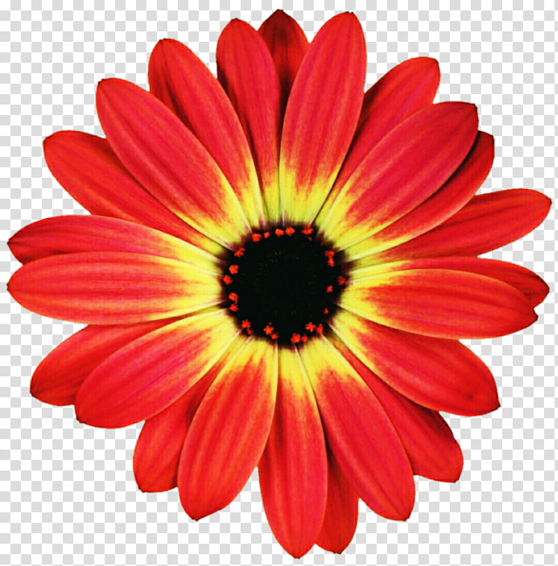 Orange and Yellow Gerbera Daisy transparent background PNG clipart