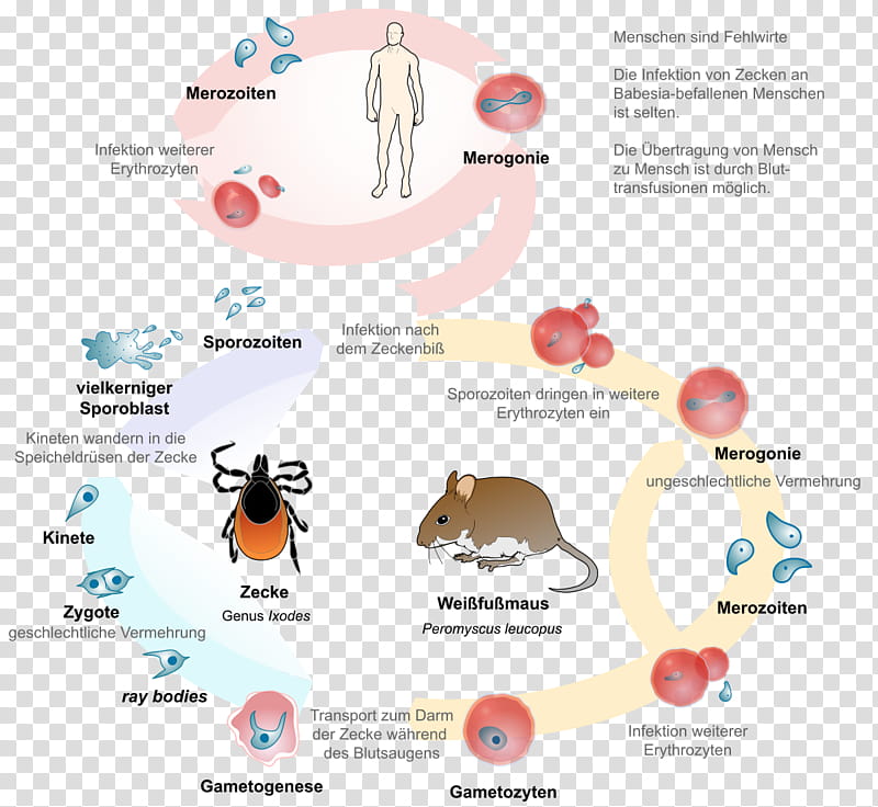 Babesiosis Text, Parasitism, Theileria Microti, Biological Life Cycle, Apicomplexa, Lyme Disease, Parasitic Life Cycle, Tick transparent background PNG clipart