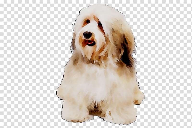 Cartoon Dog, Cockapoo, Havanese Dog, Tibetan Terrier, Bearded Collie, Goldendoodle, Cavapoo, Cavachon transparent background PNG clipart