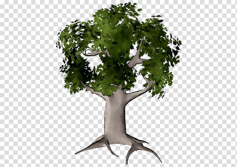 Oak Tree Leaf, Flowerpot, Houseplant, Woody Plant, Plant Stem, Branch, Plane, Trunk transparent background PNG clipart