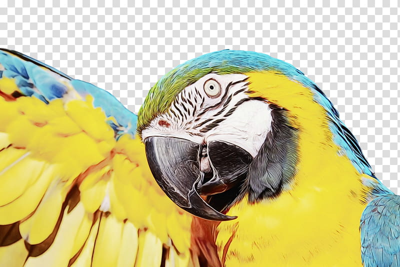 Bird Parrot, Macaw, Parakeet, Beak, Monk Parakeet, Blueandyellow Macaw, Budgerigar, Cockatiel transparent background PNG clipart