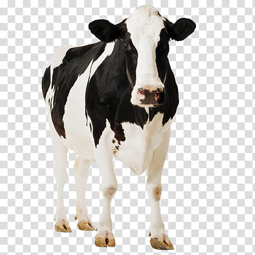 Cow, Holstein Friesian Cattle, Simmental Cattle, British White Cattle ...