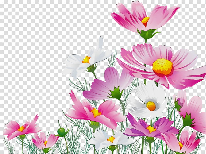 Background Family Day, Watercolor, Paint, Wet Ink, Garden Cosmos, Day Of Social Worker, Chrysanthemum, Cut Flowers transparent background PNG clipart