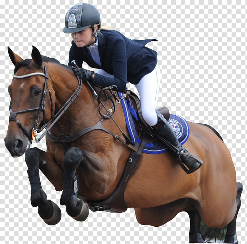 Show Jumping Horse, Equestrian, Stallion, Eventing, Aes, Hunt Seat, Bridle, Foal transparent background PNG clipart