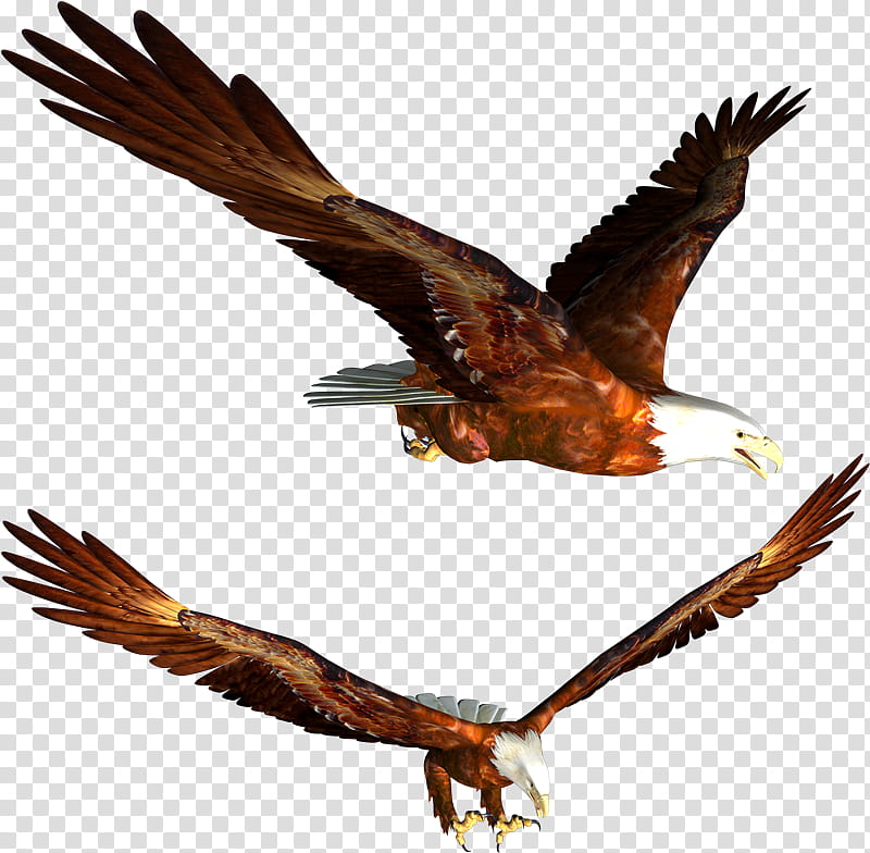 Eagle Flying Over Black Background Illustration Golden Border