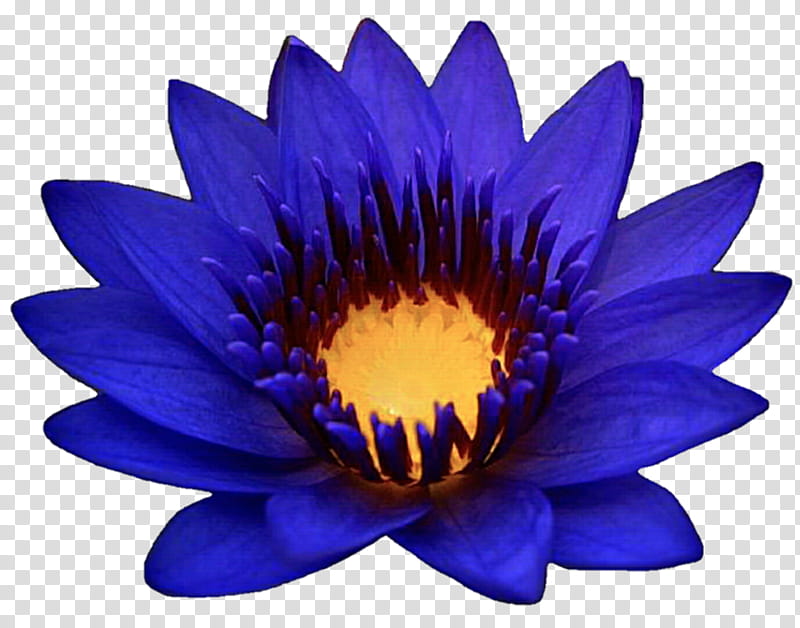 Midnight Lotus transparent background PNG clipart