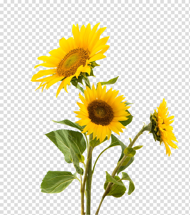 Yellow Flowers Compilation-XxTheAvengerXxX transparent background PNG ...
