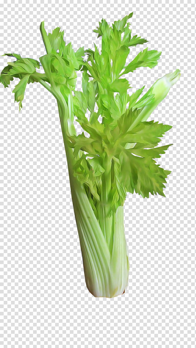 celery plant vegetable flower leaf vegetable, Mizuna, Culantro, Herb, Food transparent background PNG clipart