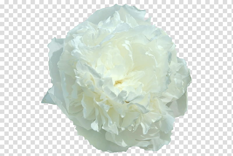Wedding Flower, Peony, Cut Flowers, My Peony Society, Plant Stem, Youtube, Centimeter, Formidable transparent background PNG clipart