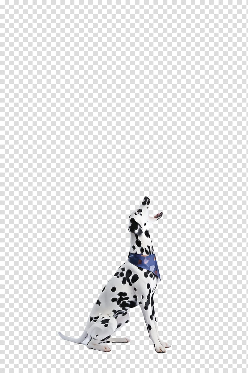 Cute Dog, Pet, Animal, Dalmatian Dog, Deworming, Health, Paw, Breed transparent background PNG clipart