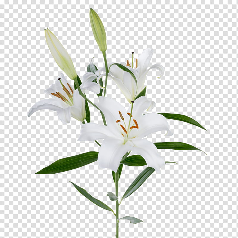 flower lily plant white stargazer lily, Lily Family, Petal, Cut Flowers, Dendrobium transparent background PNG clipart