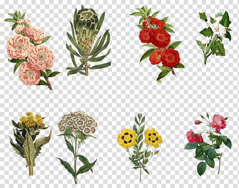Vintage Flowers Set , assorted flowers collage in assorted colors transparent background PNG clipart