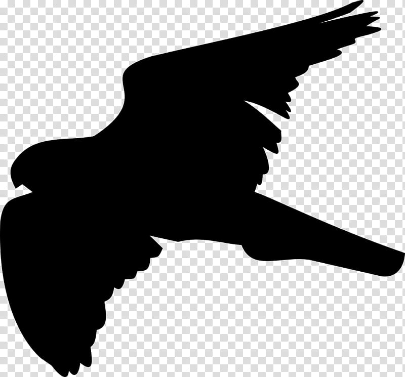 Eagle Logo, Bird, Hawk, Bird Of Prey, Redtailed Hawk, Parrot, Sharpshinned Hawk, Falcon transparent background PNG clipart