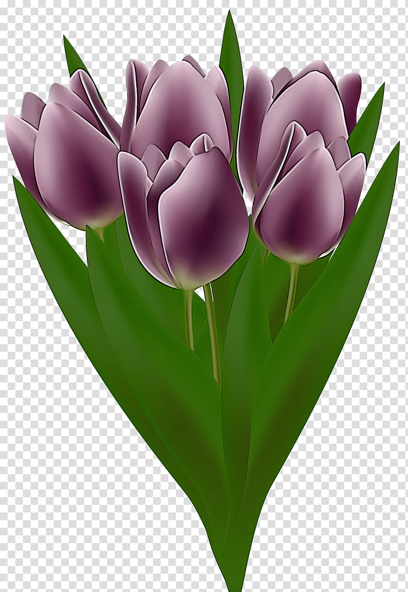 tulip flower petal purple violet, Plant, Cut Flowers, Lily Family, Tulipa Humilis, Crocus transparent background PNG clipart