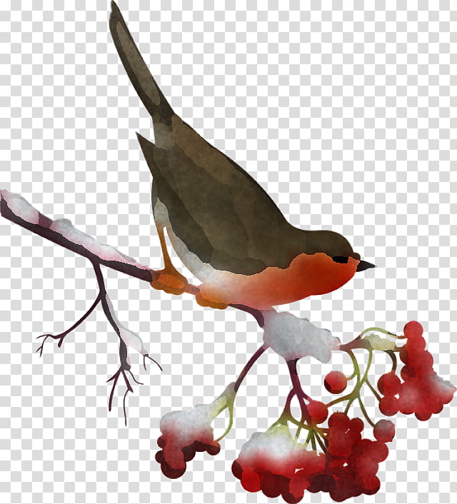 bird beak robin perching bird plant, Songbird, Cedar Waxwing transparent background PNG clipart