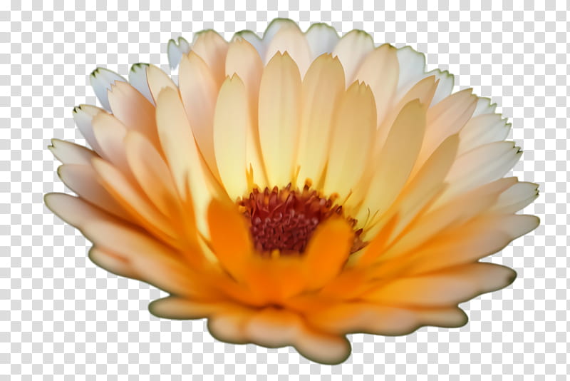 Blossom Flower, Marigold, Bloom, Flora, Transvaal Daisy, Pot Marigold, Orange, White transparent background PNG clipart