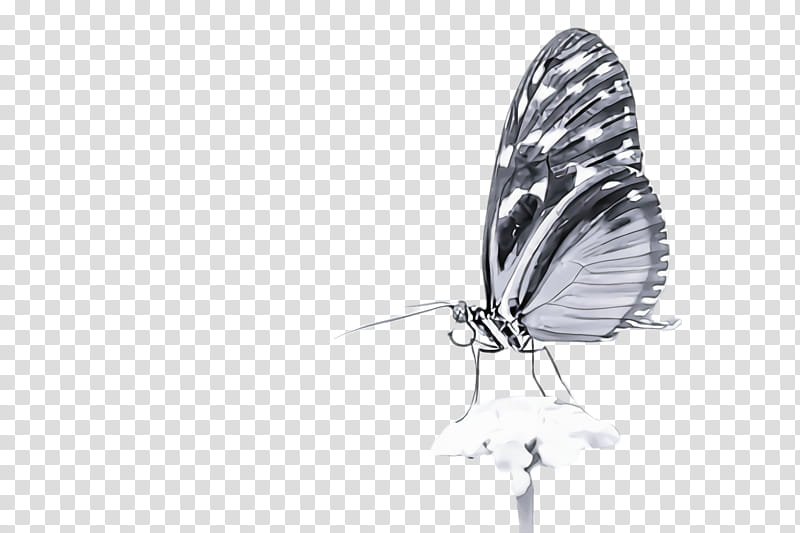butterfly insect moths and butterflies white melanargia, Pollinator, Lycaenid, Melanargia Galathea, Brushfooted Butterfly transparent background PNG clipart