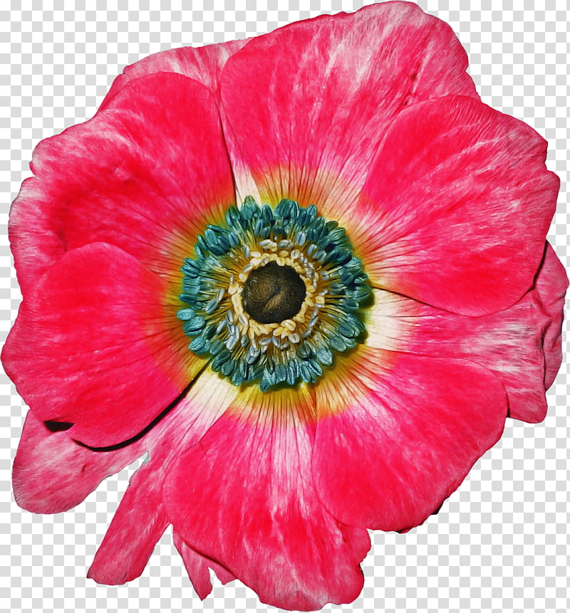 flower petal plant pink oriental poppy, Cut Flowers, Poppy Family, Anemone, Annual Plant, Wildflower transparent background PNG clipart