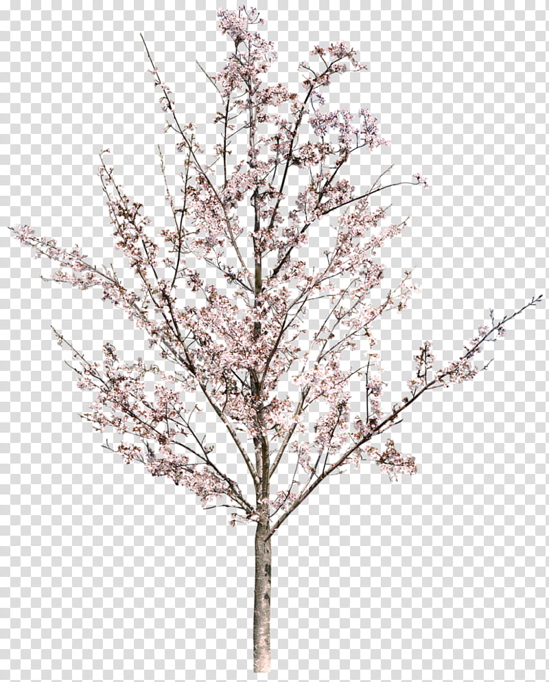 Cherry Blossom Tree, National Cherry Blossom Festival, Twig, Flower, Spring
, Peach, Branch, Plant transparent background PNG clipart