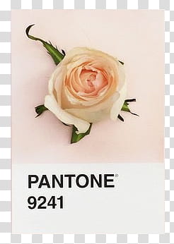 Pantone s, white rose in bloom transparent background PNG clipart
