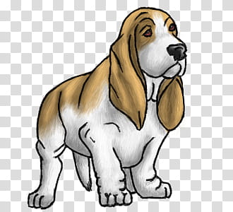 Basset Hound, white and brown basset hound illustration transparent background PNG clipart
