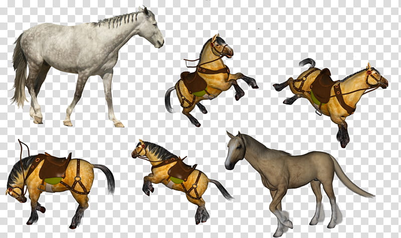 Horse, Mustang, Pony, Friesian Horse, Morgan Horse, Thoroughbred, Stallion, Akhalteke transparent background PNG clipart