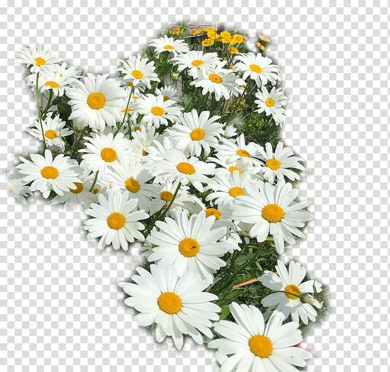 Flowers, Oxeye Daisy, Chrysanthemum, Floral Design, Cut Flowers, Marguerite Daisy, Feverfew, Petal transparent background PNG clipart
