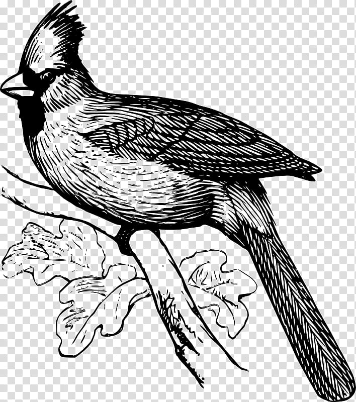 Bird Line Drawing, Line Art, Northern Cardinal, Coloring Book, Pencil, Art Charcoals, Painting, Beak transparent background PNG clipart