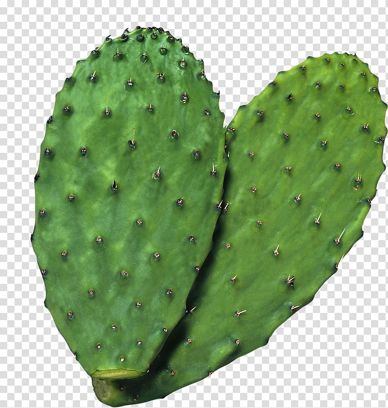 Watch, green cacti transparent background PNG clipart