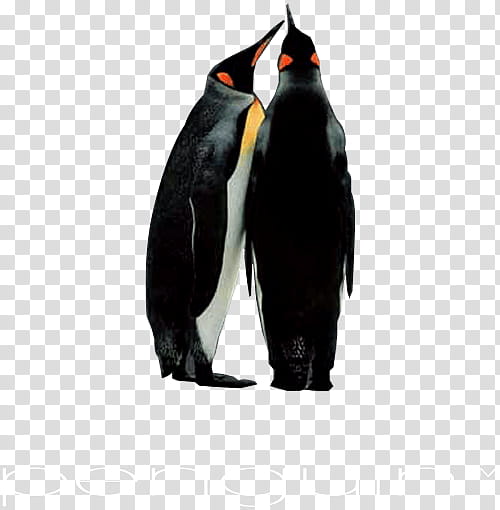 Cartoon Bird, Penguin, Trade Catalogue, King Penguin, System, Sales, Point Of Sale, Computer Monitors transparent background PNG clipart
