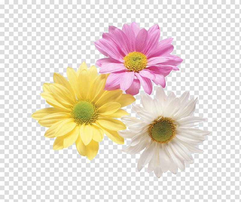Flowers , three assorted-color daisies transparent background PNG clipart