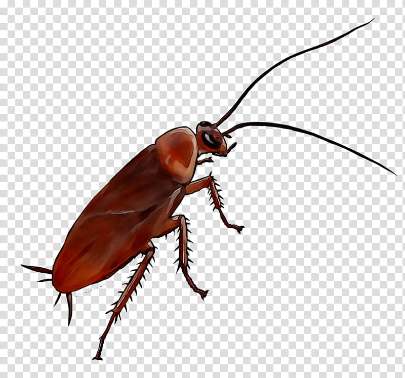 Cockroach, German Cockroach, Insect, Furniture, Bedroom, Paris, Arrondissement Of Paris, Pest transparent background PNG clipart