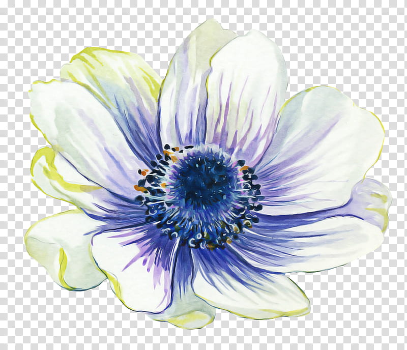 Blue Watercolor Flowers, Common Daisy, Plants, Violet, Anemone Apennina, Oxeye Daisy, Petal, Plant Stem transparent background PNG clipart