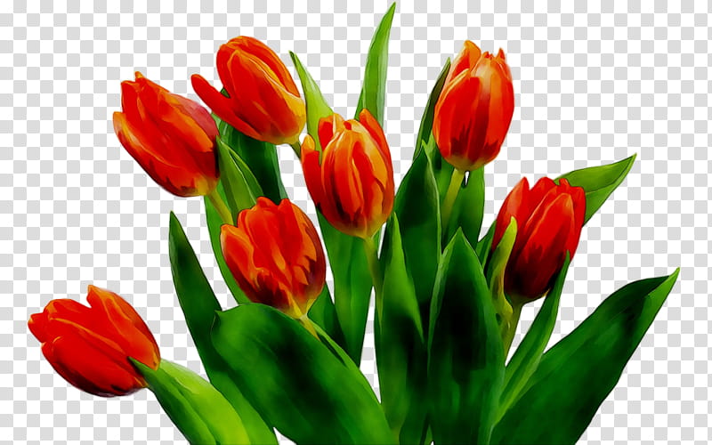 Lily Flower, Tulip, Plant Stem, Cut Flowers, Bud, Petal, Plants, Lady Tulip transparent background PNG clipart