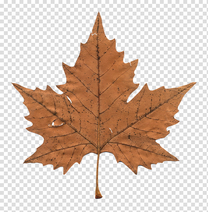 Red Maple Leaf, Canadian Gold Maple Leaf, Drawing, Tree, Black Maple, Plane, Woody Plant, Scarlet Oak transparent background PNG clipart