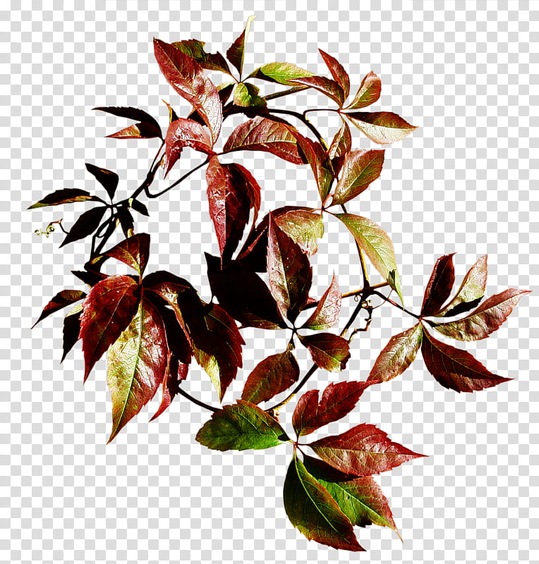 Cartoon Nature, Branch, Leaf, Plants, Tree, Editing, Video, Flower transparent background PNG clipart