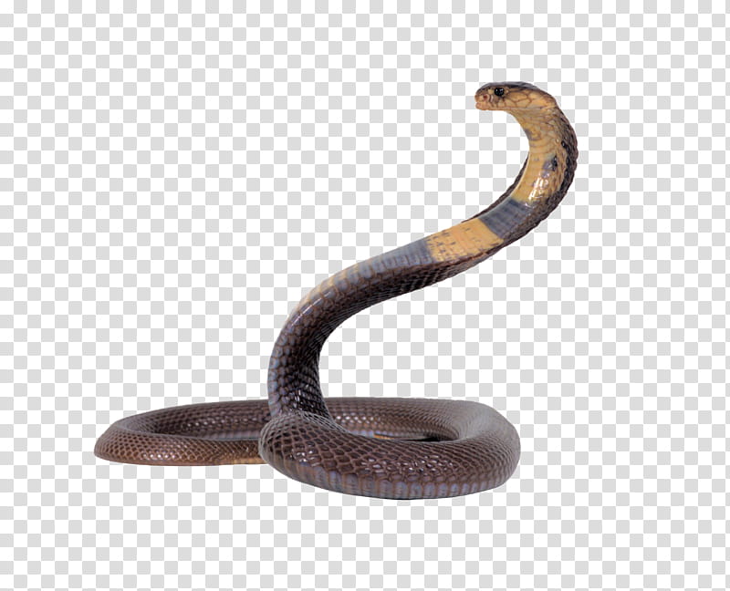 Snake , brown and gray snake transparent background PNG clipart