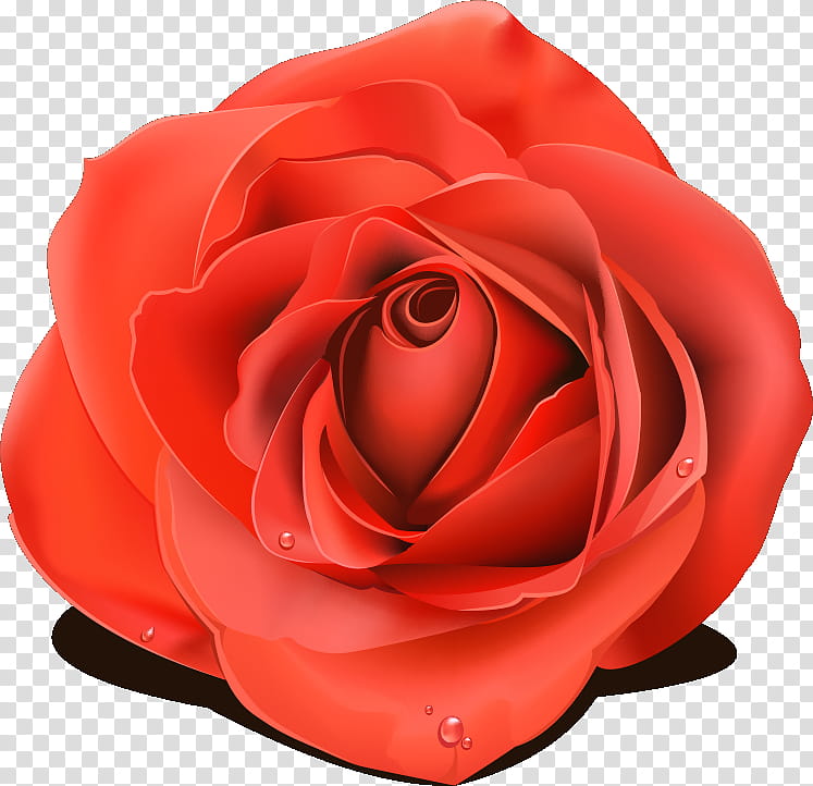 one flower one rose valentines day, Love, Garden Roses, Red, Petal, Hybrid Tea Rose, Pink, Rose Family transparent background PNG clipart