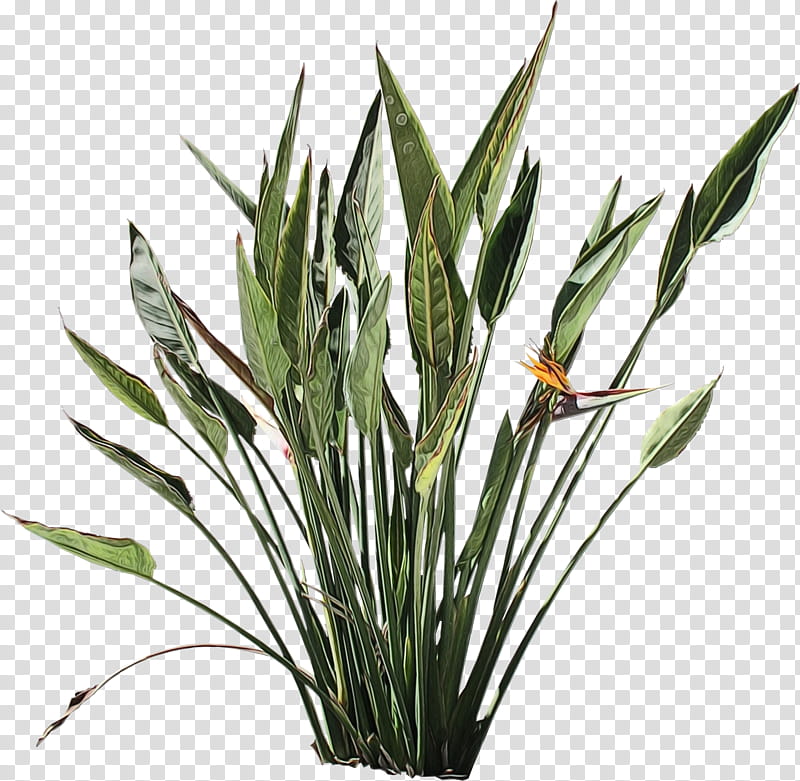 bird of paradise, Watercolor, Paint, Wet Ink, Flower, Plant, Houseplant, Leaf transparent background PNG clipart