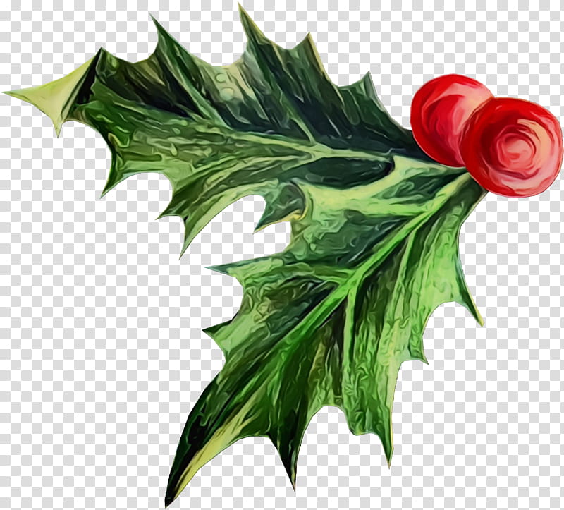 Holly, Christmas , Watercolor, Paint, Wet Ink, Leaf, Flower, Plant transparent background PNG clipart