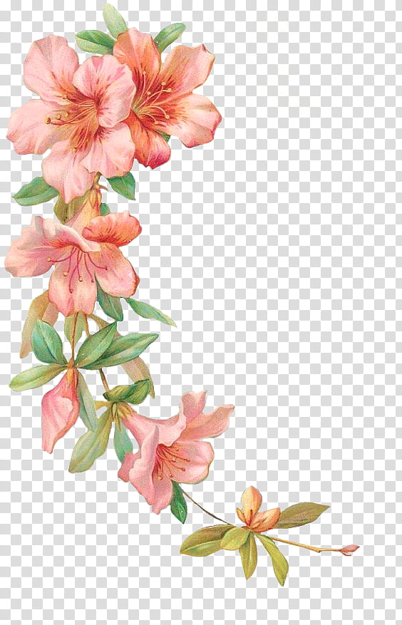 flowers pink flowers illustration transparent background png clipart hiclipart flowers pink flowers illustration