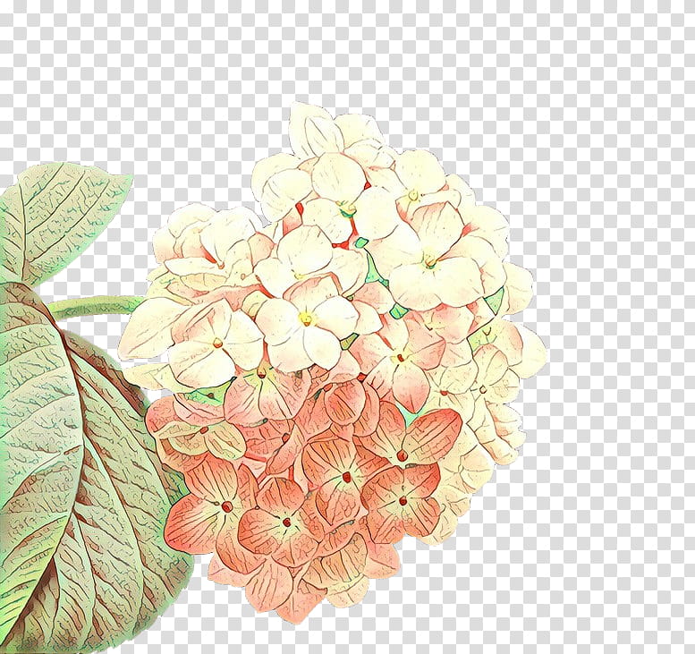 flower hydrangeaceae hydrangea plant petal, Pink, Cut Flowers, Cornales transparent background PNG clipart