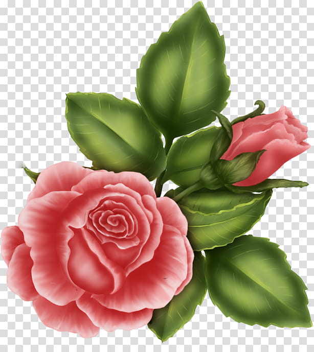 Drawing Of Family, Garden Roses, Friendship, Flower, Blog, Cabbage Rose, Female, Floribunda transparent background PNG clipart