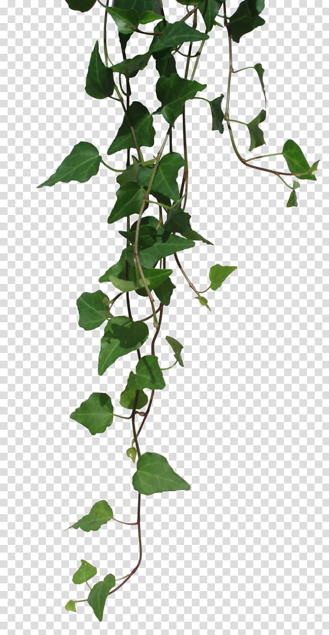 green Devil's ivy plant transparent background PNG clipart