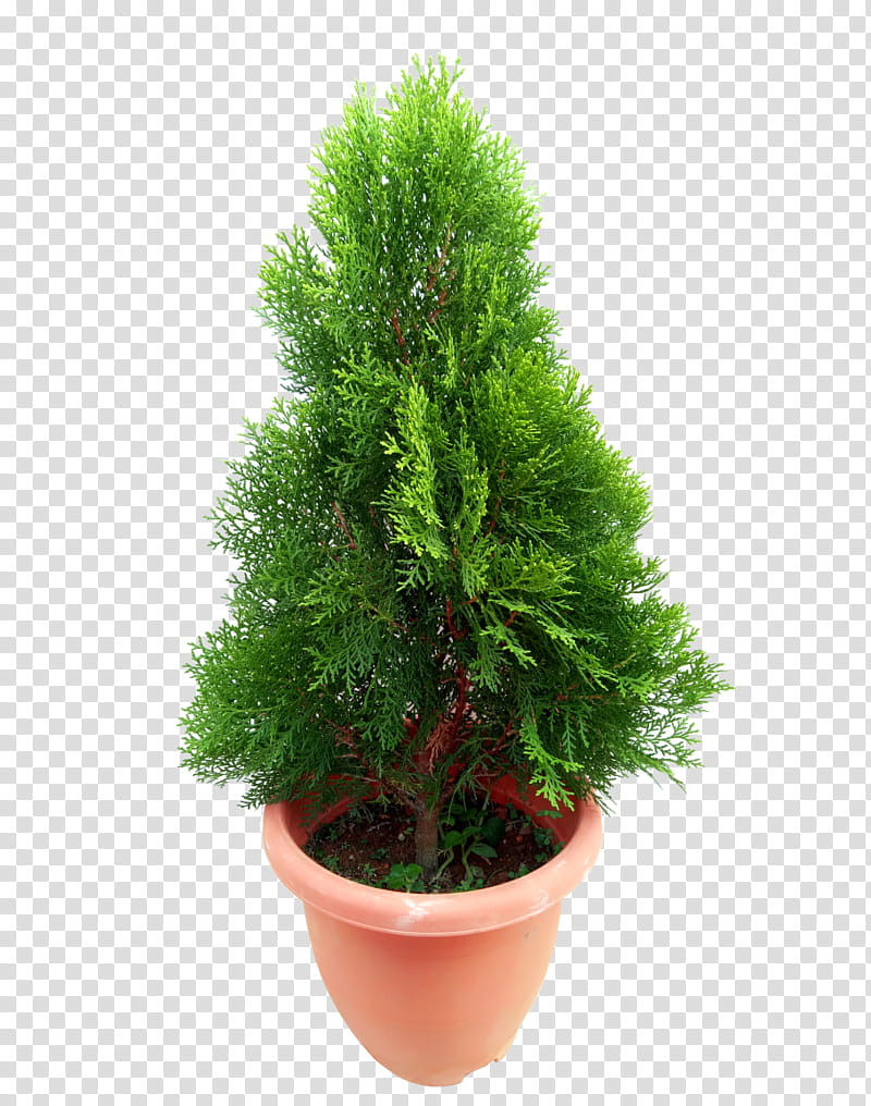 Green Grass, Spruce, Arborvitae, False Cypress, Hedge, Dehner, English Yew, Evergreen transparent background PNG clipart