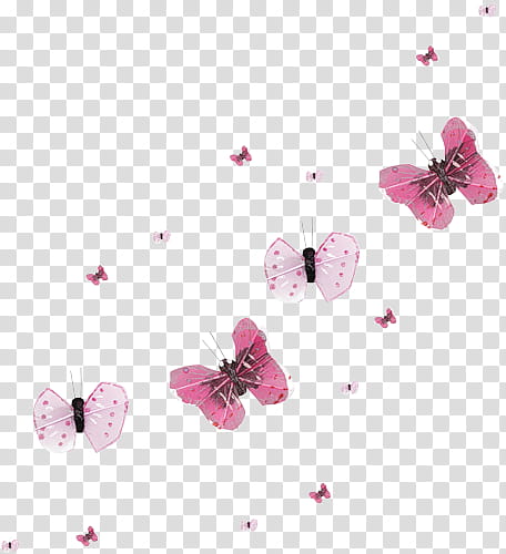 pink-and-white butterfly lot illustration transparent background PNG clipart