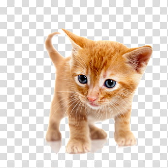 High Quality  Cats , orange tab transparent background PNG clipart