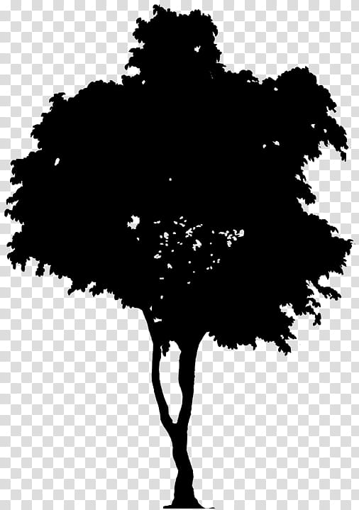 Black Christmas Tree Silhouette Painting, Christmas Tree Hd PNG Image,  Silhouette Hd Transparent PNG, Christmas Tree Silhouette Hd PNG Image PNG  Transparent Background And Clipart Image For Free Download - Lovepik |  375726080