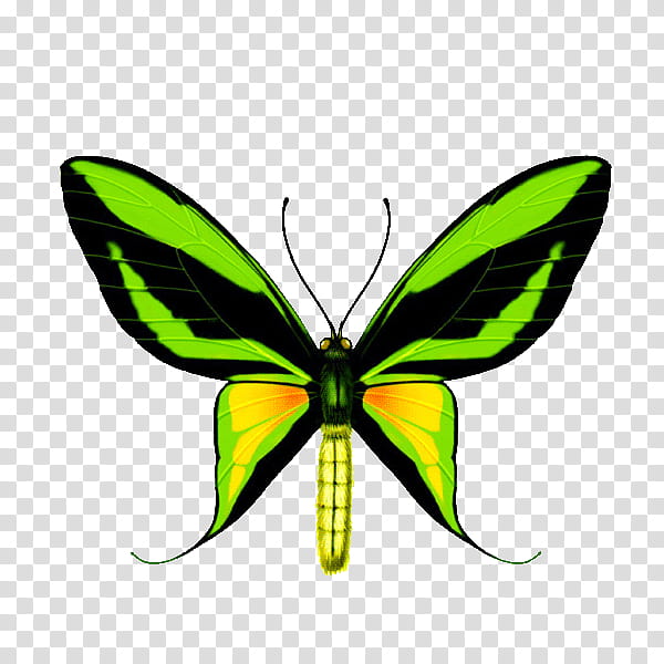 Green Leaf, Butterfly, Paradise Birdwing, Ornithoptera Priamus, Ornithoptera Goliath, Queen Alexandras Birdwing, Ornithoptera Croesus, Ornithoptera Victoriae transparent background PNG clipart