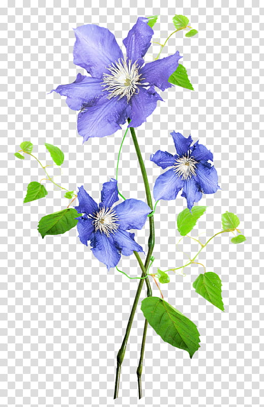 Blue Watercolor Flowers, Watercolor Painting, Drawing, Plant, Petal, Delphinium, Clematis, Colorado Blue Columbine transparent background PNG clipart
